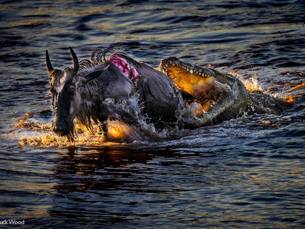 5 Day Northern Serengeti Great Migration Crossing River