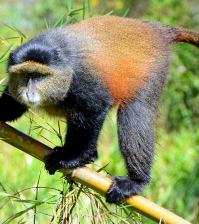 6-Day Rwanda Chimpanzee, Golden Monkey Treks & Lake Kivu