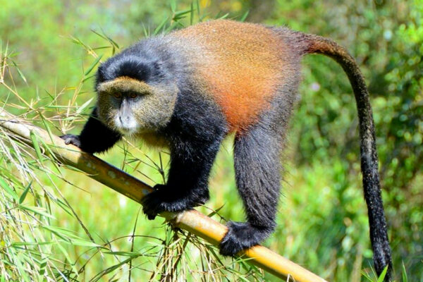 6-Day Rwanda Chimpanzee, Golden Monkey Treks & Lake Kivu