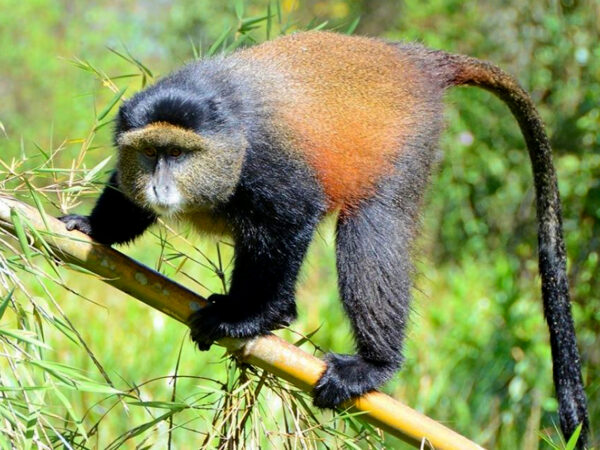 6-Day Rwanda Chimpanzee, Golden Monkey Treks & Lake Kivu