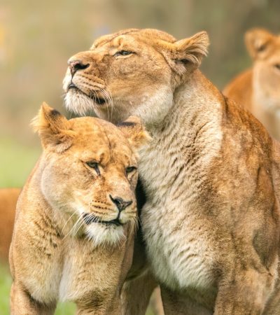 3 Day Private Safari In Tanzania Best National Parks