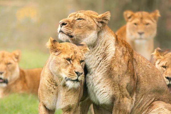 3 Day Private Safari In Tanzania Best National Parks