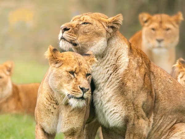 3 Day Private Safari In Tanzania Best National Parks