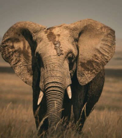 5-Day Migration To Mt Kilimanjaro Fly-In Safari