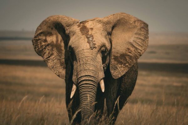 5-Day Migration To Mt Kilimanjaro Fly-In Safari