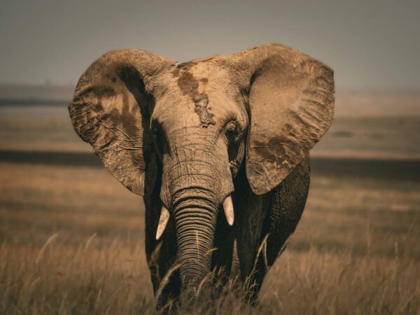 5-Day Migration To Mt Kilimanjaro Fly-In Safari
