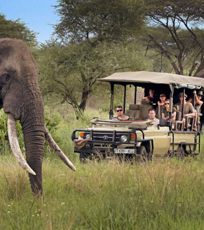 10 Day Remarkable Big Five Safari | Mid-Range