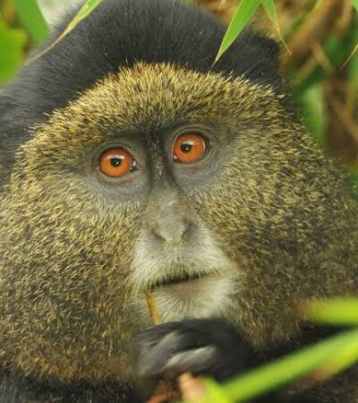 5 Day Rwanda gorilla & golden monkey trekking expedition