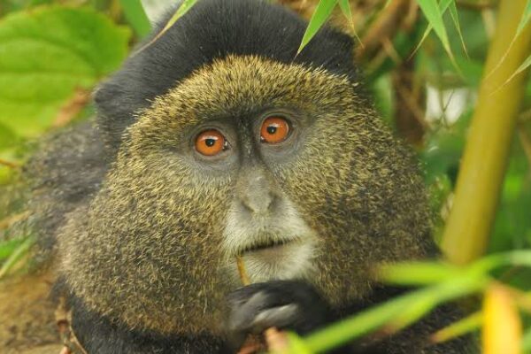 5 Day Rwanda gorilla & golden monkey trekking expedition