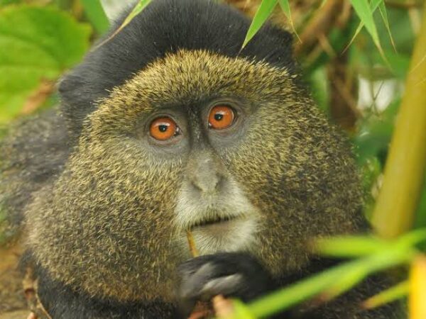 5 Day Rwanda gorilla & golden monkey trekking expedition
