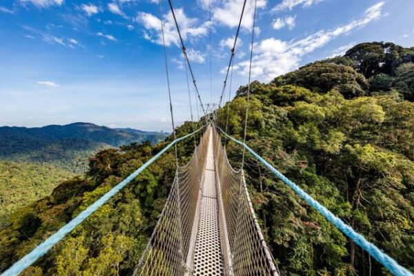 4-day Akagera National Park & Nyungwe Forest Safari