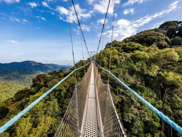 4-day Akagera National Park & Nyungwe Forest Safari