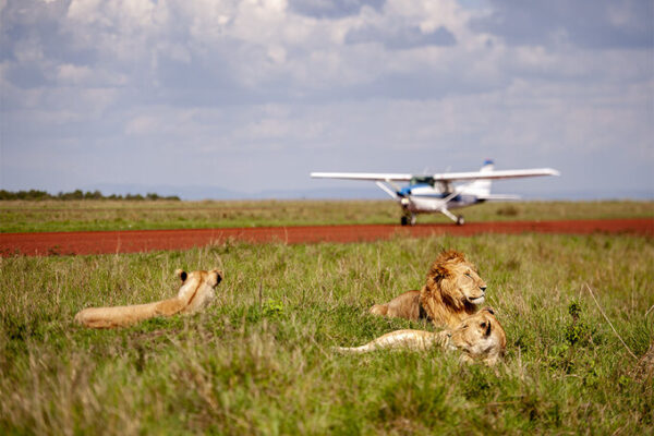 3-Day Luxurious Fly In And Out Masai Mara N Reserve