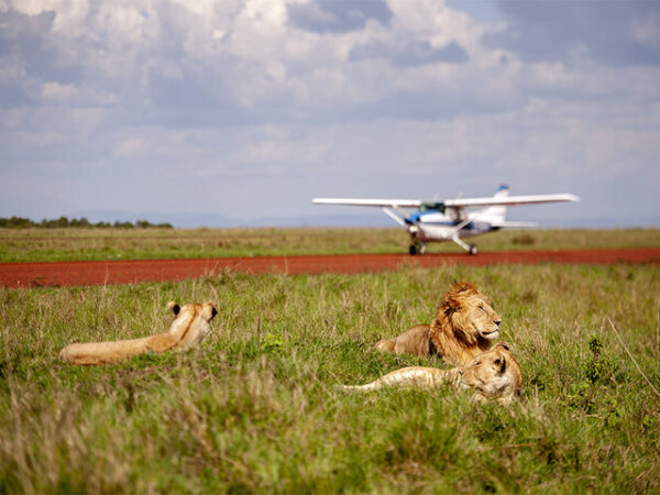 3-Day Luxurious Fly In And Out Masai Mara N Reserve