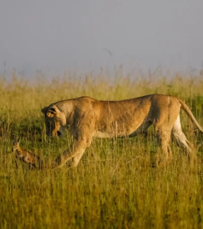 7 Day Uganda Tour – Wildlife and Gorilla Tracking