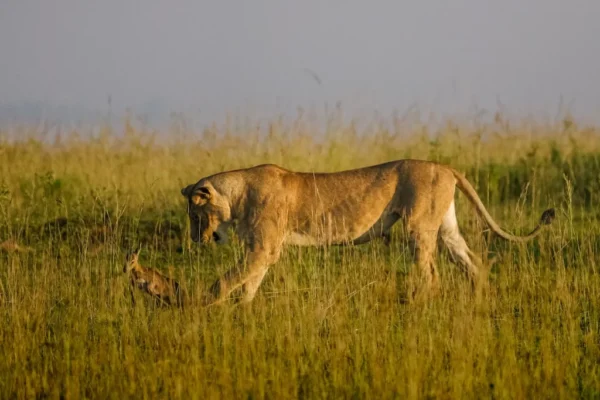 7 Day Uganda Tour – Wildlife and Gorilla Tracking