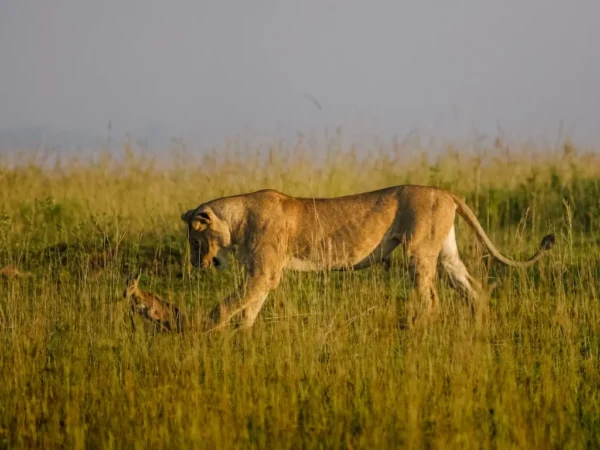 7 Day Uganda Tour – Wildlife and Gorilla Tracking