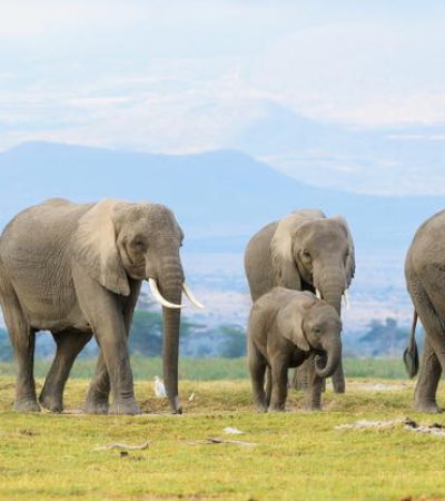 4 Day Safari In Ngorongoro, Tarangire And Serengeti