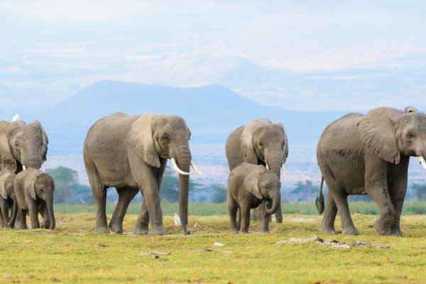 4 Day Safari In Ngorongoro, Tarangire And Serengeti
