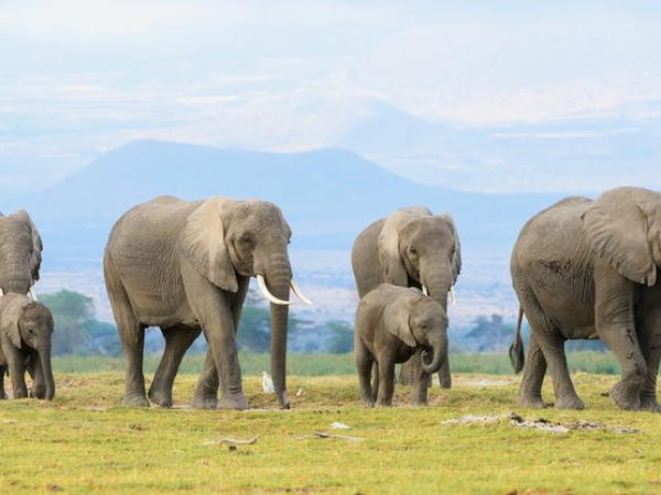 4 Day Safari In Ngorongoro, Tarangire And Serengeti