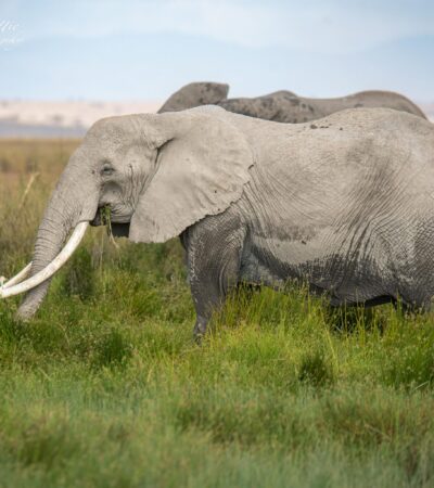 6-Day Amboseli-Mara Fly In Safari