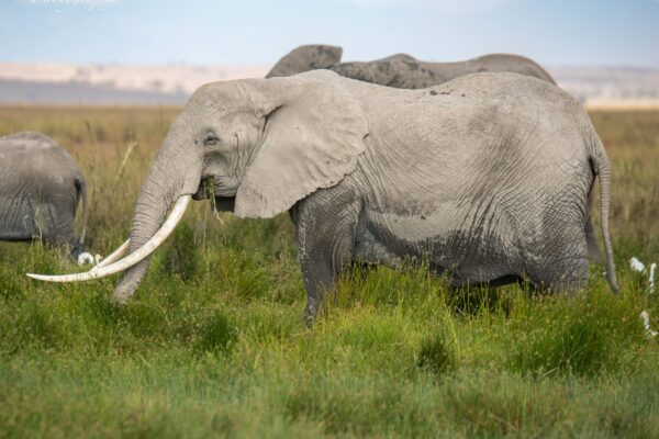 6-Day Amboseli-Mara Fly In Safari