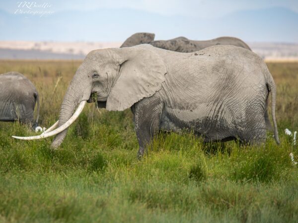 6-Day Amboseli-Mara Fly In Safari